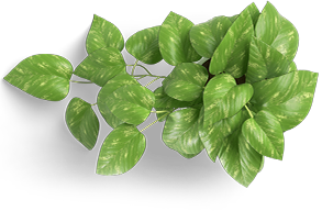 Image Decoration